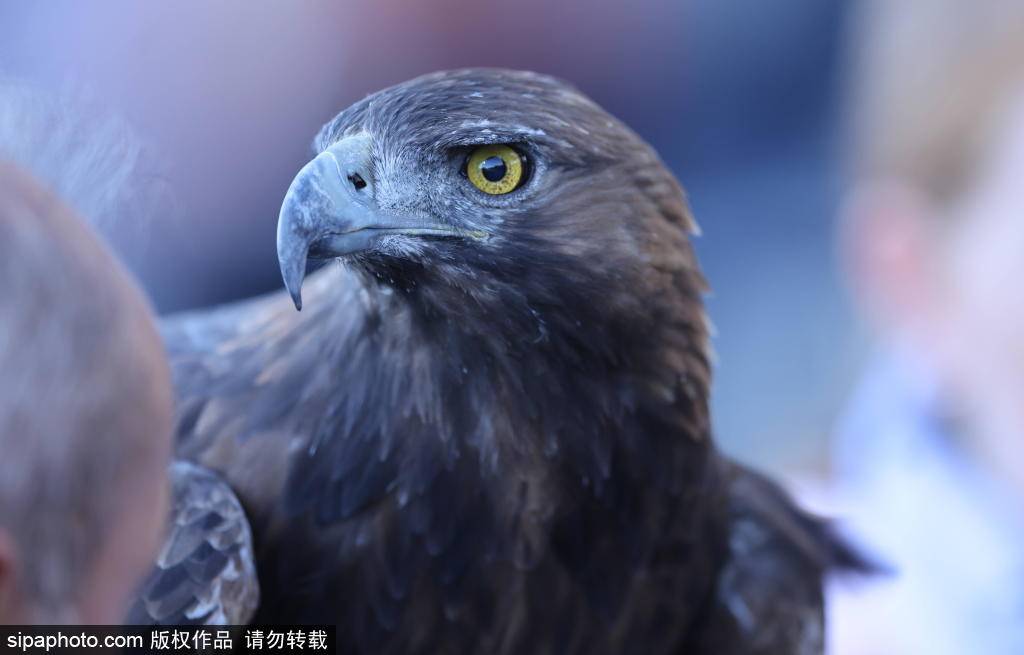 欧冠积分榜揭秘:皇马与拜仁的历史对决,曼联能否重振雄风?